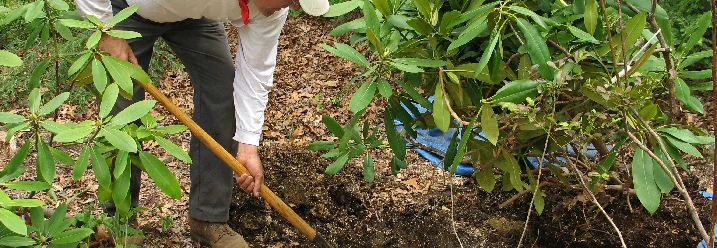 Person pflanzt mit Spaten Pflanze ein