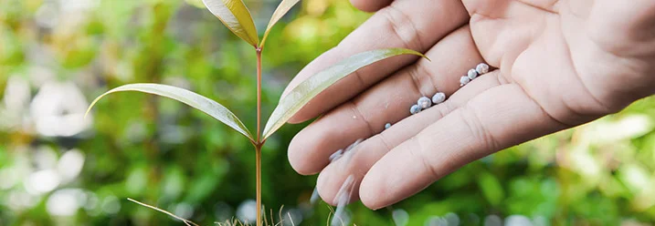 Hand düngt einen kleinen Baum