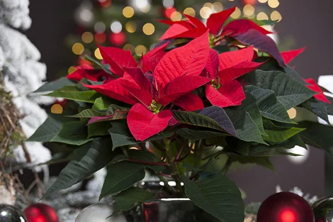 Weihnachtsstern: Standort, Pflege & Tipps | toom Baumarkt