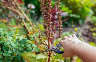 Fingerhut pflanzen und pflegen: Tipps und Wissenswertes