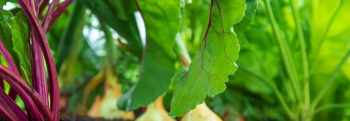 Gemüsebeet mit Zwiebeln und roten Beten