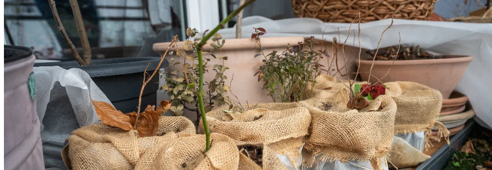 Pflanzen mit Jutesäcken winterfest verpackt