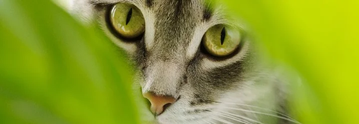 Neugierige Katze mit grünen Augen