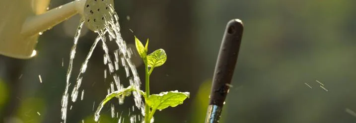 Gießkanne gießt kleine Pflanze