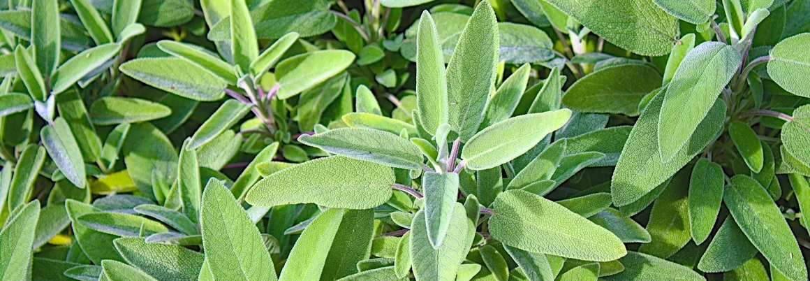 Grüne Salbeiblätter