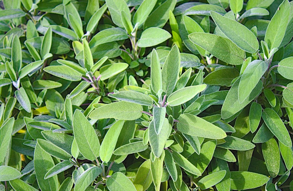 Salbei