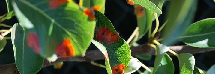 Grüne Blätter mit roten Flecken