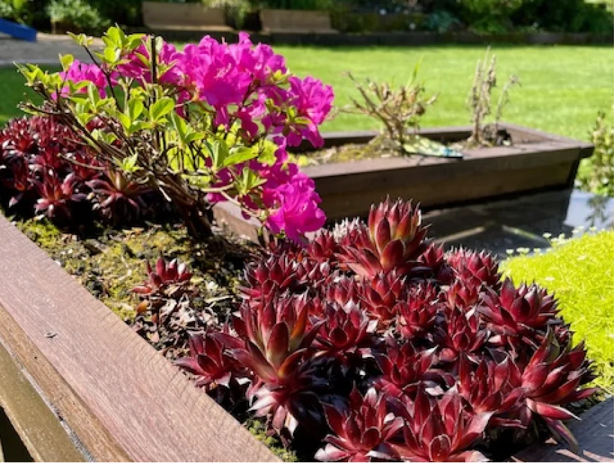 Blühende Pflanze und Sukkulenten in einem Hochbeet