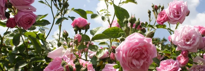 Rosa Rosen in voller Blüte