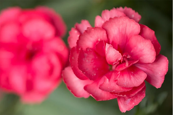 Zwei rosafarbene Nelkenblüten