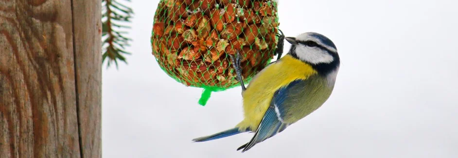 Blaumeise pickt an Meisenknödel