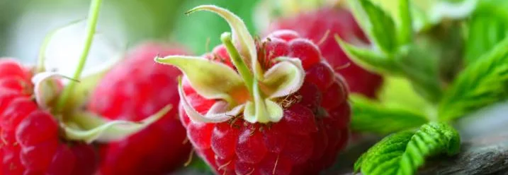 Drei Himbeeren auf Holz