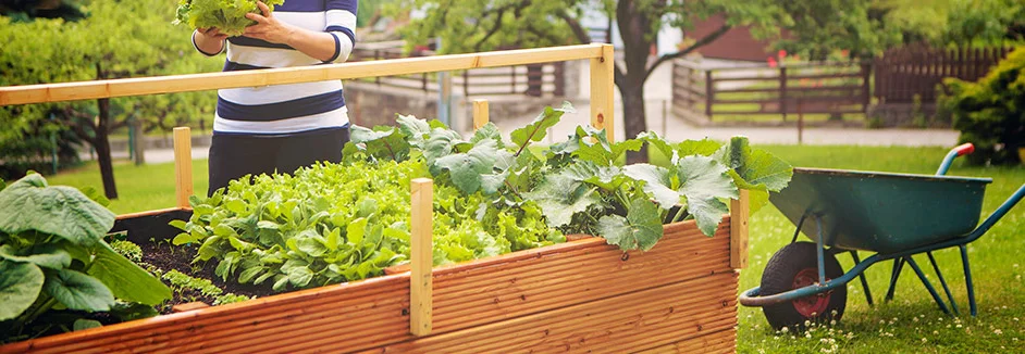 Holz-Hochbeet mit Salat und Schubkarre