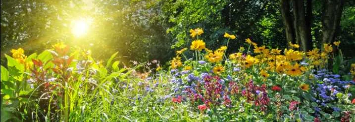 Sonniger Garten mit bunten Blumen