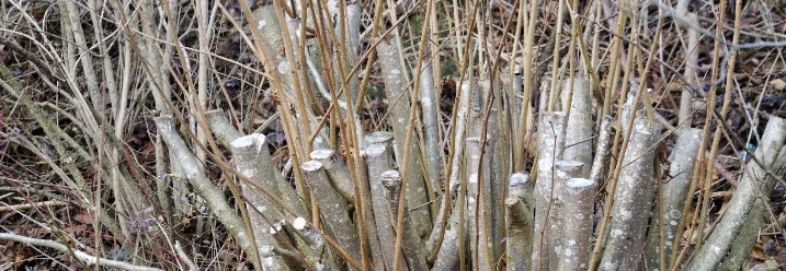 Geschnittene Zweige eines Busches