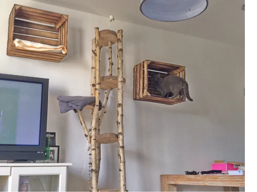 Katzenbaum aus Birkenstämmen