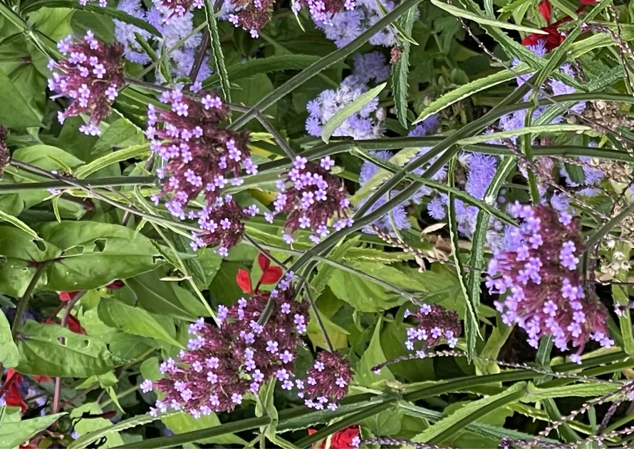 Lila und violette Blüten im Garten