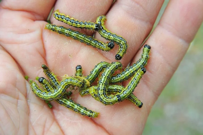 Grüne Raupen mit schwarzen Punkten auf einer Hand.