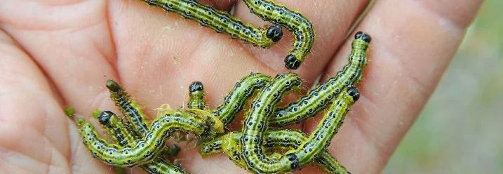 Grüne Raupen mit schwarzen Punkten auf einer Hand.