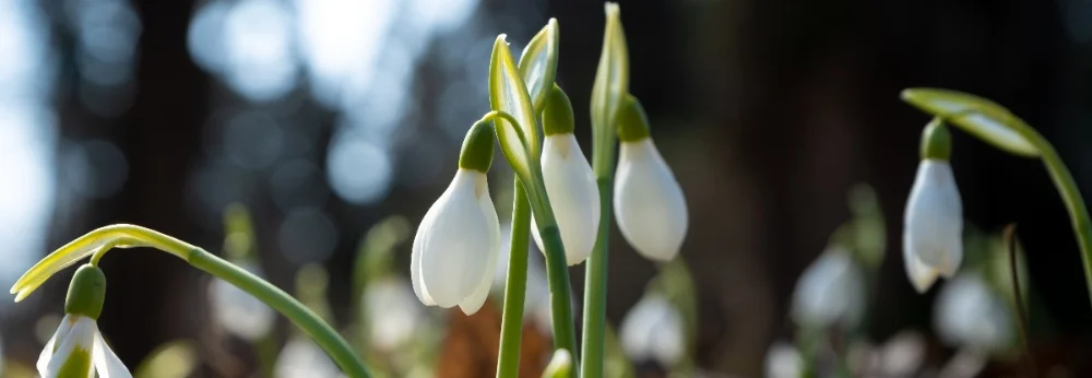 Nahaufnahme von Schneeglöckchen