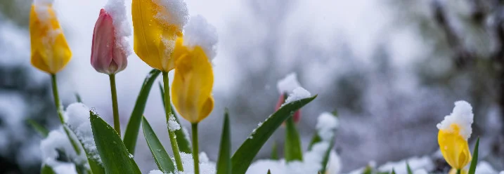 Gelbe und rosa Tulpen mit Schnee bedeckt