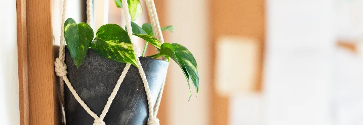 Hängepflanze in einem Topf