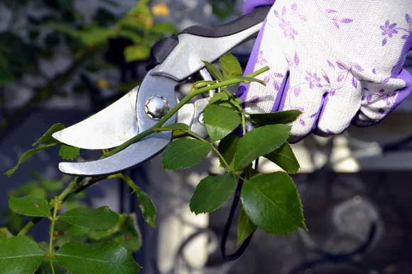Hand mit Gartenschere schneidet Rose