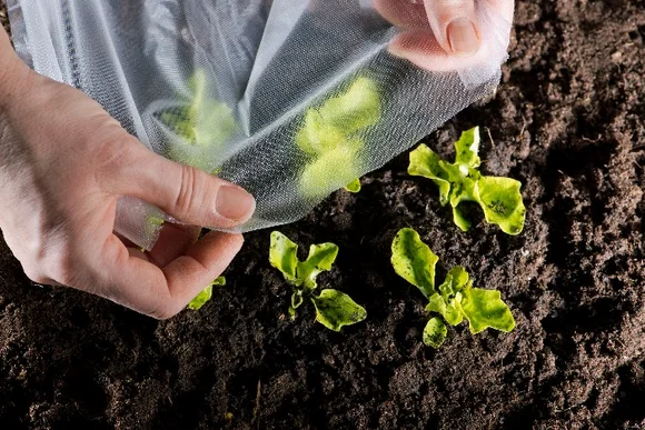 Jemand deckt Salatsetzlinge mit einem Vlies ab.