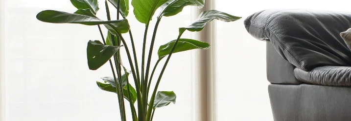 Große grüne Pflanze im Topf