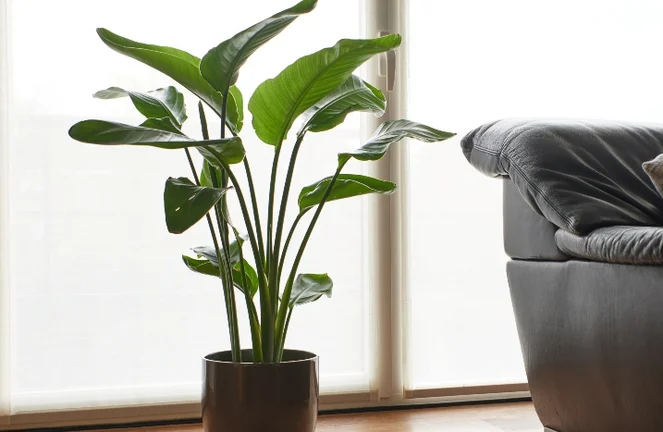 philodendron hybrids Philodendron Hybrid – bumi main image 1
