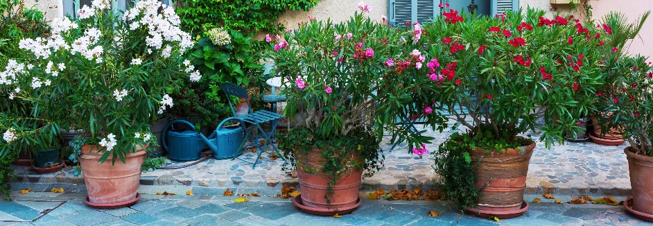 Blühende Oleanderbüsche in Terrakotta-Töpfen