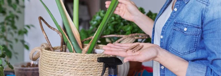 Person düngt Pflanze