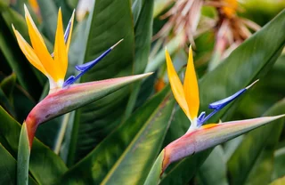 Strelitzie pflegen  Paradiesvogelblume als Zimmerpflanze