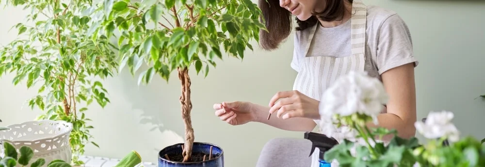 Person pflegt eine Birkenfeige