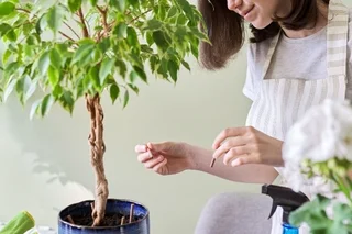 Birkenfeige pflegen: Pflanzen-Tipps fr Ficus benjamina