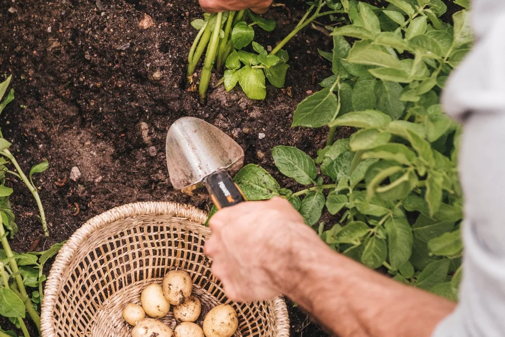 Person erntet Kartoffeln mit Schaufel