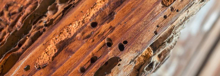 Von Holzwürmern zerfressenes Holz