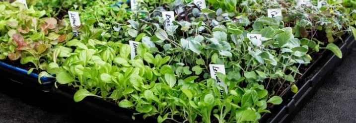 Anzucht von verschiedenen Jungpflanzen