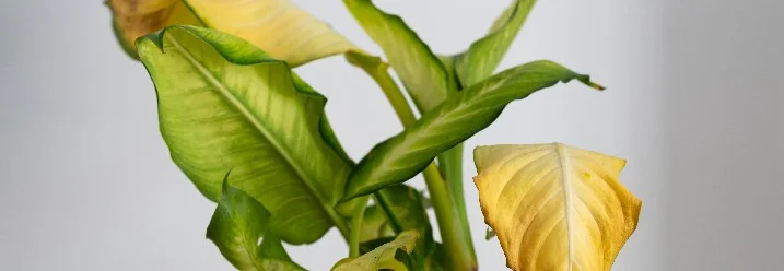 Pflanze mit gelben Blättern