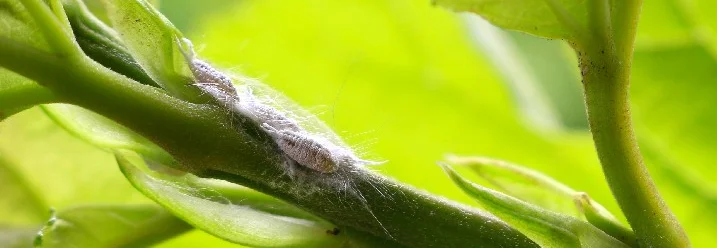 Wollläuse auf einem grünen Pflanzenstängel