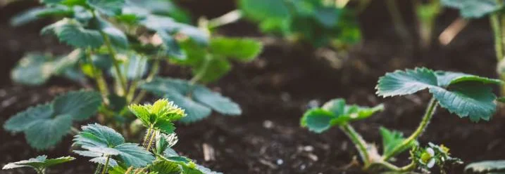 Erdbeerpflanzen in der Erde