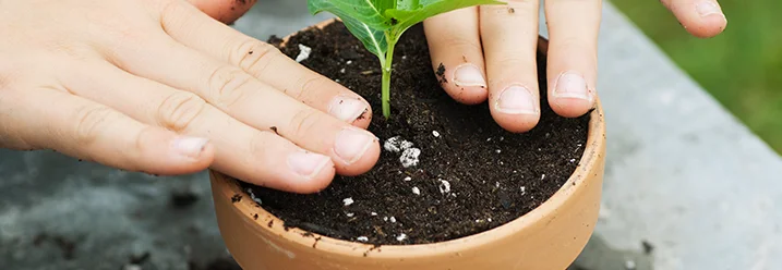 Hände pflanzen Setzling in Topf