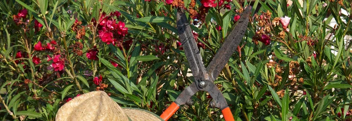 Person schneidet Strauch mit Gartenschere