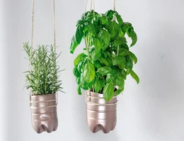 Zwei hängende Kräuterpflanzen