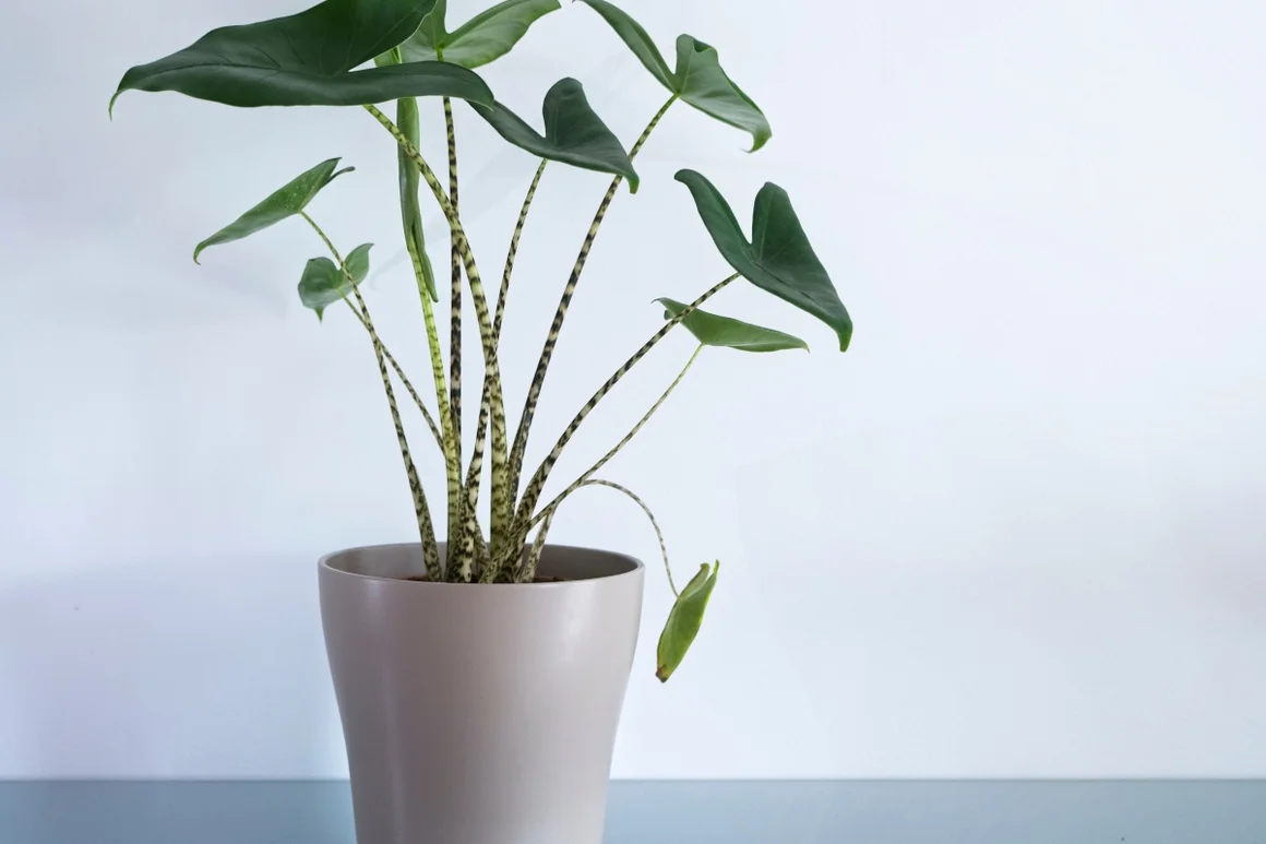 Grünpflanze im Topf