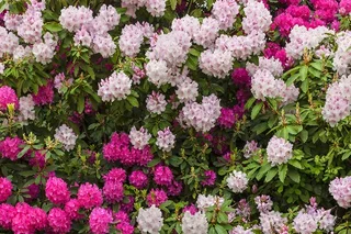 Rhododendron dngen: Tipps fr das richtige Dngen