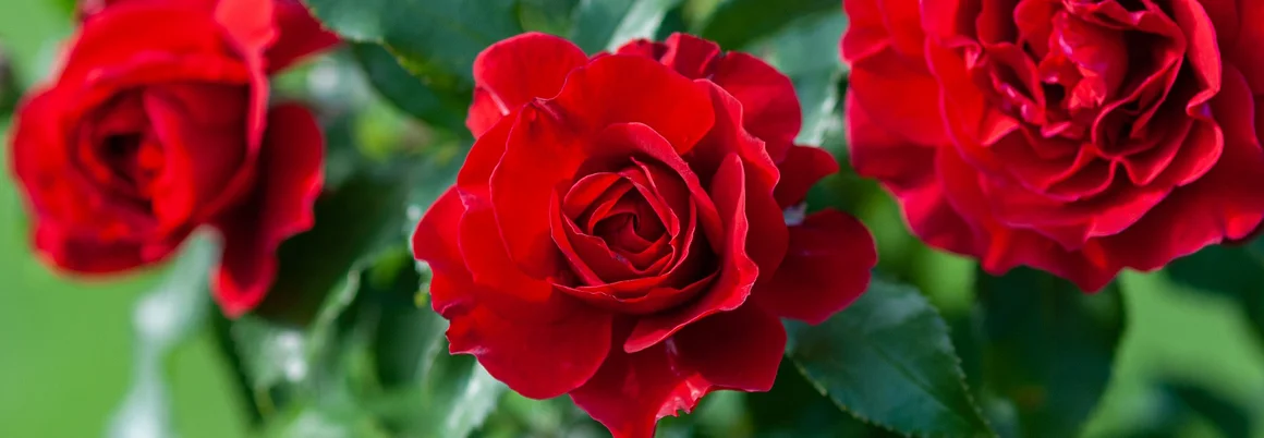 Drei rote Rosen an einem Rosenbusch