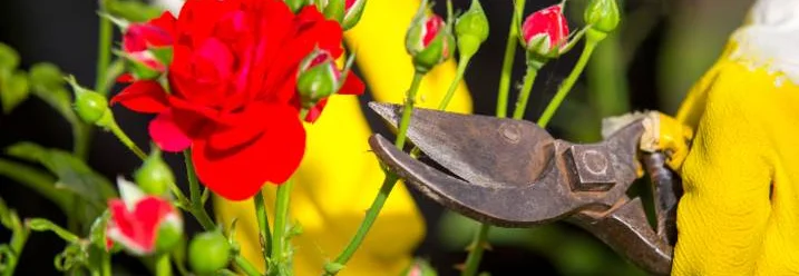 Rosenschneiden mit Gartenschere