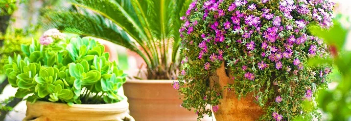 Drei Blumentöpfe auf einer Terrasse