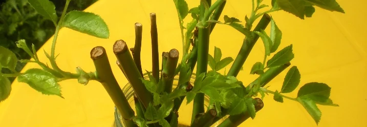 Rosenstecklinge im Glas